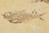 Fossil Fish Plate (Diplomystus & Mioplosus) - Wyoming #91595-2